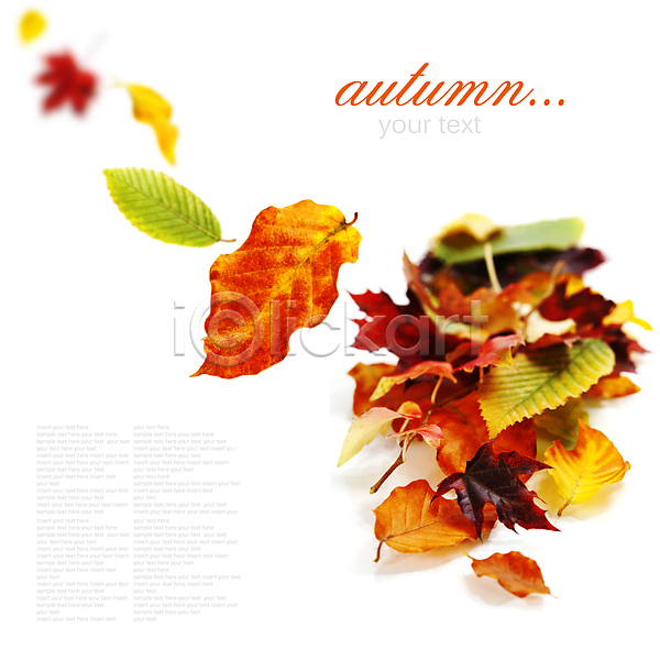 떨어짐 사람없음 JPG 포토 해외이미지 가을(계절) 낙엽 단풍잎 실내 카피스페이스 타이포그라피 해외202004 흰배경