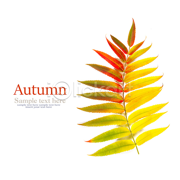 사람없음 JPG 포토 해외이미지 가을(계절) 단풍잎 실내 카피스페이스 타이포그라피 해외202004 흰배경