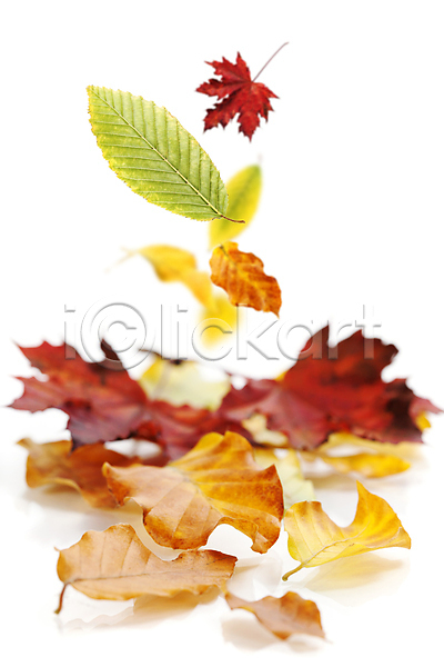 떨어짐 사람없음 JPG 포토 해외이미지 가을(계절) 낙엽 단풍잎 실내 해외202004 흰배경