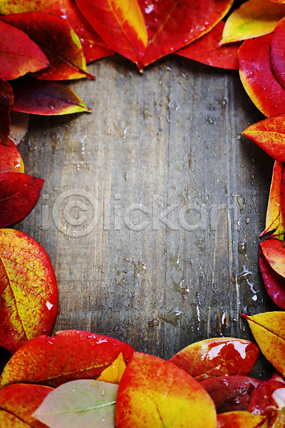 사람없음 JPG 포토 하이앵글 해외이미지 가을(계절) 나무탁자 단풍잎 물방울 카피스페이스 해외202004