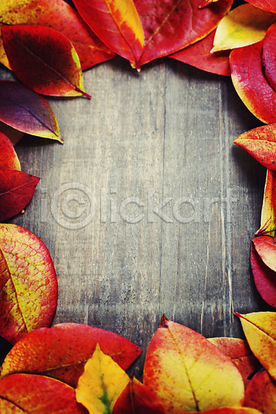 사람없음 JPG 포토 하이앵글 해외이미지 가을(계절) 나무탁자 단풍잎 카피스페이스 해외202004
