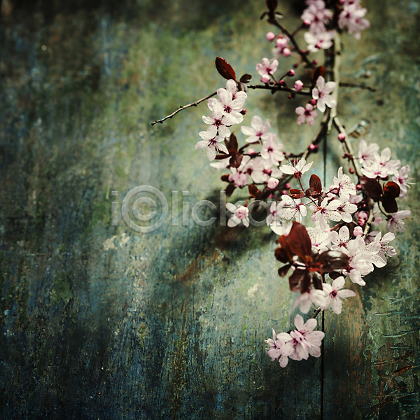 사람없음 JPG 포토 해외이미지 나무배경 나뭇가지 벚꽃 봄꽃 실내 잎 카피스페이스 해외202004