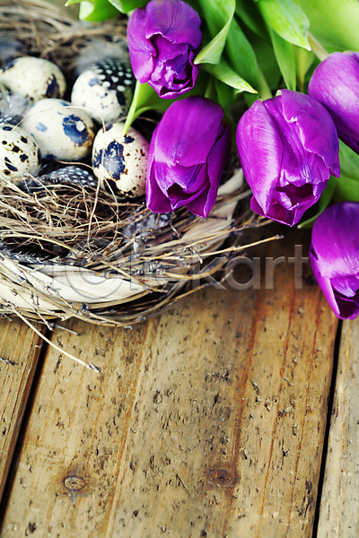 사람없음 JPG 포토 해외이미지 계란 나무배경 둥지 메추리알 부활절 부활절계란 잎 축제 튤립 해외202004