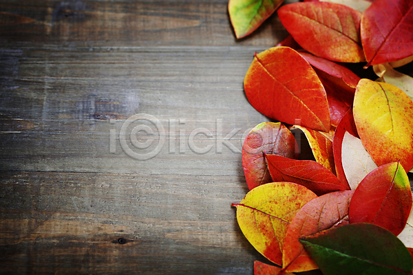 사람없음 JPG 포토 하이앵글 해외이미지 가을(계절) 나무탁자 단풍잎 카피스페이스 해외202004