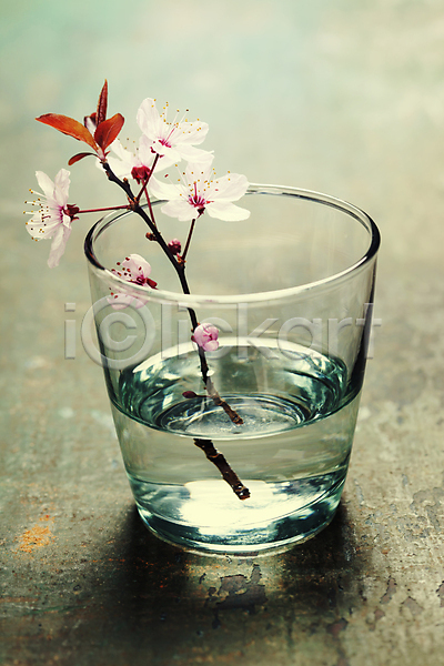 사람없음 JPG 포토 해외이미지 나무배경 나뭇가지 담기 물 물컵 벚꽃 봄꽃 실내 잎 해외202004