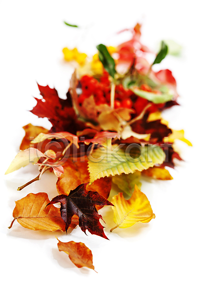 사람없음 JPG 포토 해외이미지 가을(계절) 낙엽 단풍잎 실내 해외202004 흰배경