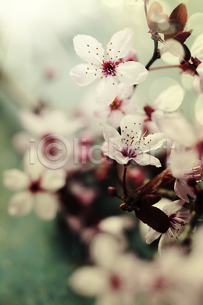 사람없음 JPG 아웃포커스 포토 해외이미지 벚꽃 봄꽃 빛망울 실내 잎 해외202004