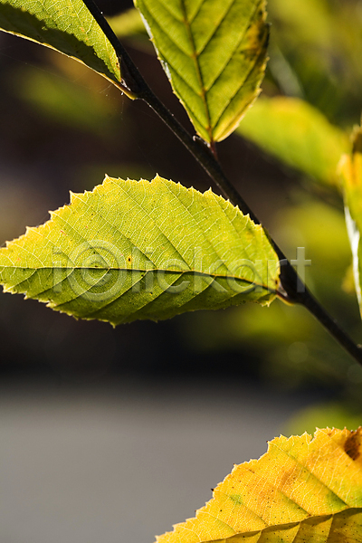 사람없음 JPG 아웃포커스 포토 해외이미지 가을(계절) 나뭇가지 단풍잎 야외 주간 해외202004