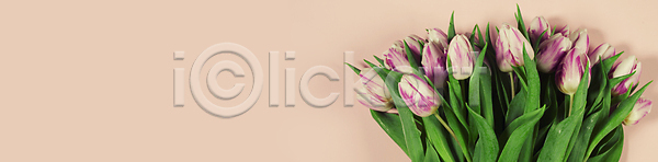 사람없음 JPG 포토 하이앵글 해외이미지 꽃다발 분홍색배경 실내 카피스페이스 튤립 해외202004