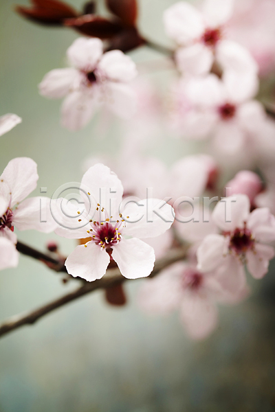 사람없음 JPG 아웃포커스 포토 해외이미지 나뭇가지 벚꽃 봄꽃 실내 해외202004