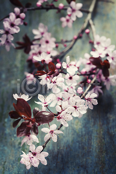 사람없음 JPG 포토 해외이미지 나무배경 나뭇가지 벚꽃 봄꽃 실내 잎 해외202004