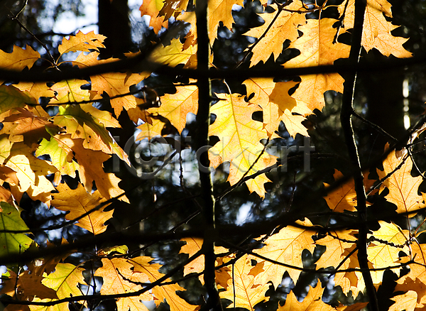 사람없음 JPG 포토 해외이미지 가을(계절) 단풍잎 야외 주간 해외202004