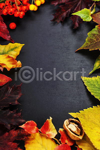 사람없음 JPG 포토 하이앵글 해외이미지 가을(계절) 검은배경 낙엽 단풍잎 카피스페이스 해외202004 호두 호랑가시나무열매