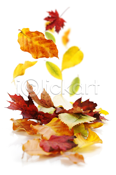 사람없음 JPG 포토 해외이미지 가을(계절) 단풍잎 실내 해외202004 흰배경