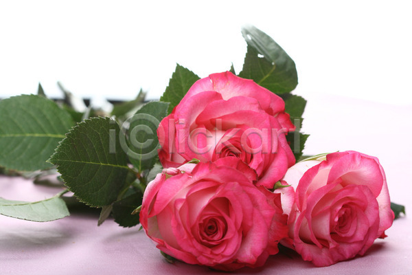 사랑 신선 축하 사람없음 JPG 포토 해외이미지 기념 기념일 꽃 꽃다발 꽃잎 발렌타인데이 백그라운드 분홍색 빨간색 선물 여름(계절) 우아 장미 장식 정원 줄기 질감 초록색 컨셉 해외202004 해외202105