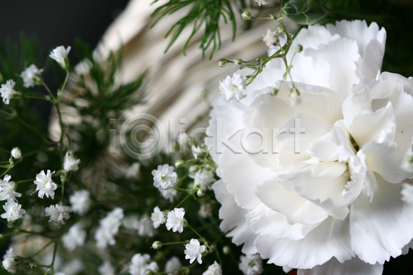 사람없음 JPG 포토 해외이미지 결혼 꽃 꽃다발 카네이션 해외202004 해외202105 흰색