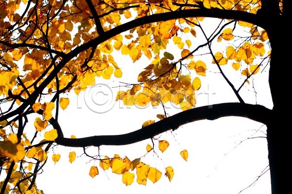 활발 사람없음 JPG 포토 해외이미지 10월 11월 9월 가을(계절) 계절 고립 나무 나뭇가지 내추럴 노란색 단풍 백그라운드 숲 오렌지 우주 잎 자연 장식 질감 추상 추수감사절 패턴 해외202004 해외202105 황금