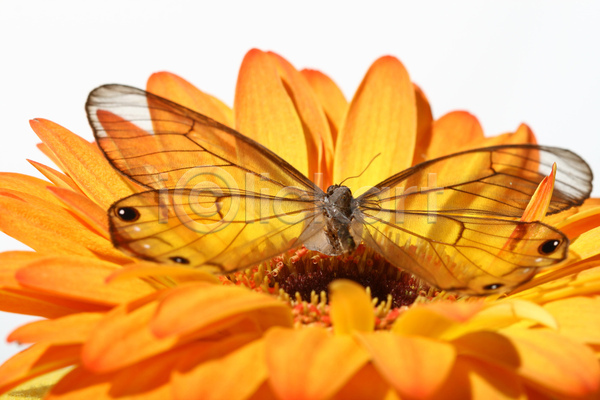 사람없음 JPG 포토 해외이미지 고립 곤충 꽃 나비 내추럴 노란색 맑음 변태 보라색 봄 빨간색 여름(계절) 자연 초록색 해외202004 해외202105 흰색