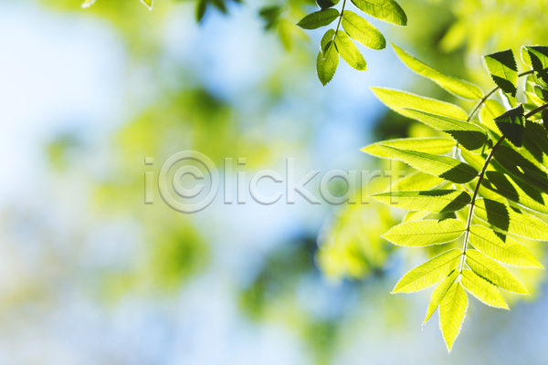 새로움 성장 신선 사람없음 JPG 포토 해외이미지 계절 나무 나뭇가지 백그라운드 봄 숲 식물 여름(계절) 잎 자연 초록색 파란색 하늘 해외202004 해외202105 햇빛 환경