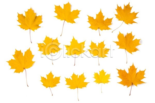 건조 사람없음 JPG 포토 해외이미지 10월 9월 가을(계절) 계절 고립 그룹 내추럴 노란색 단풍 많음 백그라운드 세트 수집 식물 오렌지 오브젝트 유기농 잎 자연 할로윈 해외202004 해외202105 황금 흰색