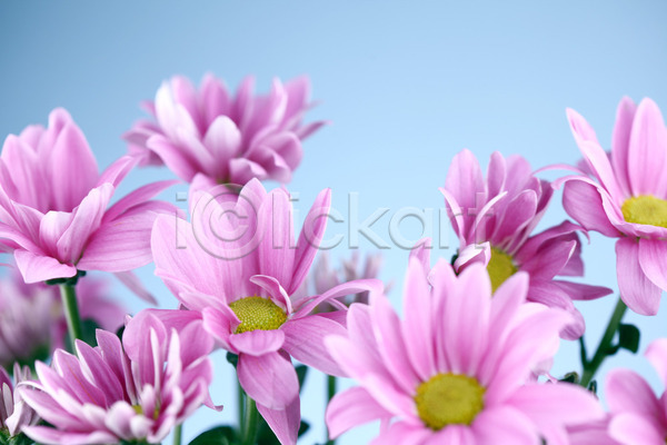 사람없음 JPG 포토 해외이미지 결혼 국화 꽃 벚꽃 분홍색 생일 식물 추상 카피스페이스 해외202004 해외202105