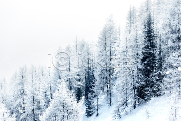 추위 사람없음 JPG 포토 해외이미지 겨울 공원 나무 내추럴 냉동 눈내림 덮개 목재 백그라운드 백발 산 서리 숲 야외 자연 전나무 풍경(경치) 해외202004 해외202105 흰색