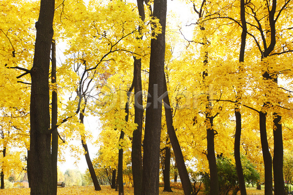 평화 사람없음 JPG 포토 해외이미지 가을(계절) 계절 공원 나무 노란색 단풍 빛 숲 시골 야외 오렌지 잎 자연 장면 컬러풀 풍경(경치) 해외202004 해외202105 환경 황금