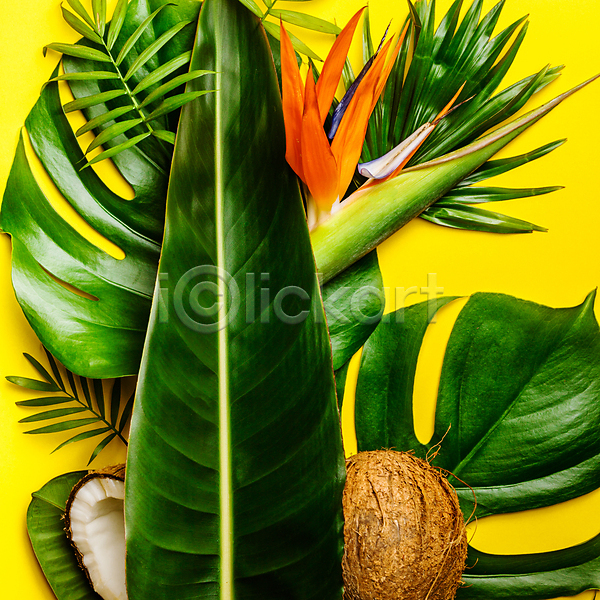 사람없음 JPG 포토 해외이미지 노란배경 몬스테라 열대꽃 열대잎 코코넛 해외202004