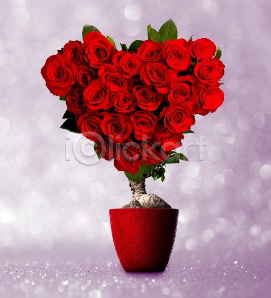 사랑 열정 사람없음 JPG 포토 해외이미지 결혼 꽃 꽃다발 나무 냄비 다발 모양 발렌타인데이 백그라운드 벚꽃 분홍색 빨간색 선물 신용카드 심볼 작음 장미 컨셉 하트 해외202004 해외202105 흰색