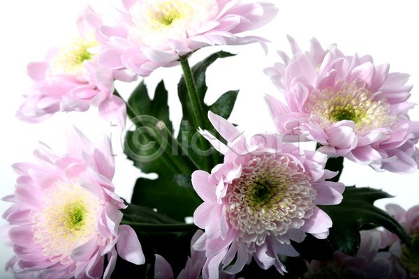 신선 사람없음 JPG 포토 해외이미지 개화 꽃 꽃무늬 발렌타인데이 백그라운드 벚꽃 봄 분홍색 선물 식물 여름(계절) 자연 장식 컬러풀 해외202004 해외202105
