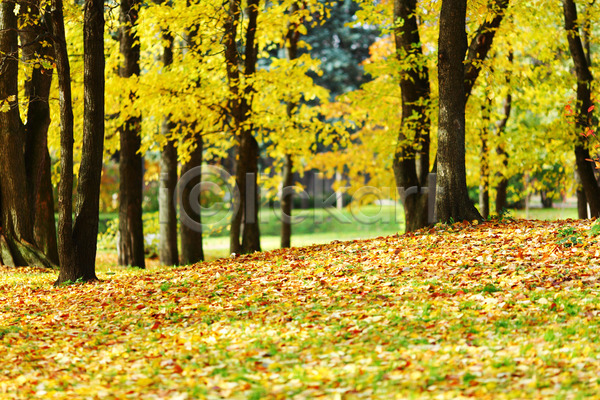 평화 사람없음 JPG 포토 해외이미지 10월 11월 가을(계절) 걷기 계절 공원 길 나무 나뭇가지 노란색 단풍 빨간색 숲 시골 식물 야외 오렌지 잎 자연 장면 줄기 초록색 컬러풀 풍경(경치) 하이킹 해외202004 해외202105 환경 황금