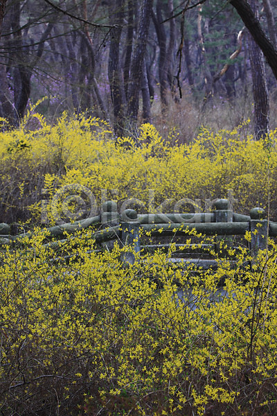 사람없음 JPG 포토 개나리 계절 꽃 나무 난간 노란색 봄 봄꽃 봄풍경 숲 숲속 식물 야외 자연 주간 컬러 풍경(경치) 한국