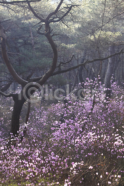 사람없음 JPG 포토 계절 꽃 나무 봄 봄꽃 봄풍경 분홍색 소나무 숲 숲속 식물 야외 자연 주간 진달래 풍경(경치) 한국