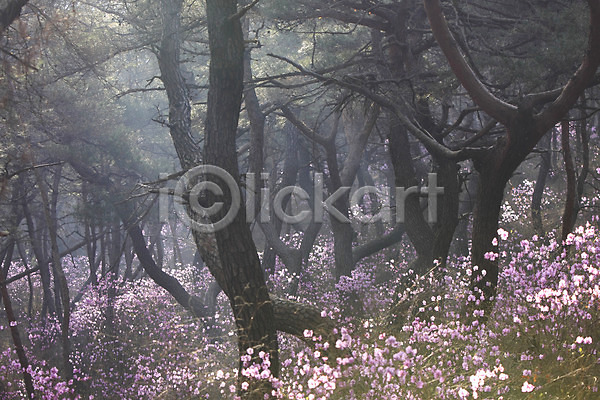 사람없음 JPG 포토 계절 꽃 나무 봄 봄꽃 봄풍경 분홍색 소나무 숲 숲속 식물 야외 자연 주간 진달래 풍경(경치) 한국