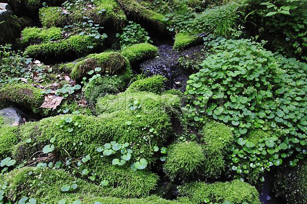 흐름 사람없음 JPG 포토 계곡 골짜기 돌(바위) 물 바위(돌) 습지 야외 이끼 자연 주간 초록색 컬러 풍경(경치) 한국