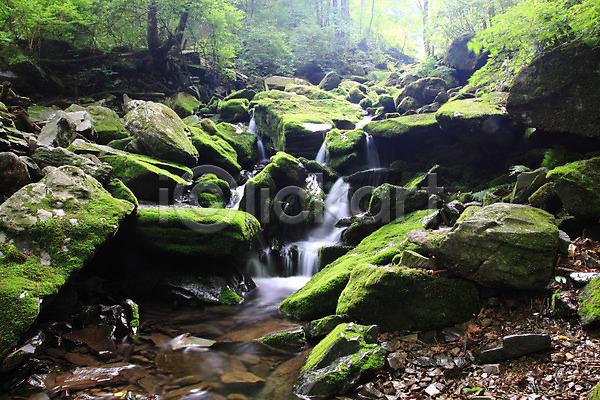 흐름 사람없음 JPG 포토 계곡 골짜기 급류 나무 돌(바위) 물 바위(돌) 숲 숲속 습지 식물 야외 이끼 자연 주간 초록색 컬러 풍경(경치) 한국
