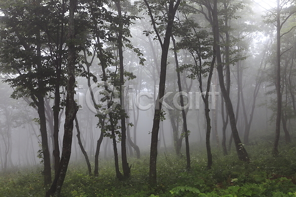 사람없음 JPG 소프트포커스 포토 나무 뿌연 수목원 숲 숲속 식물 안개 야외 자연 자연현상 잡초 주간 풀(식물) 풍경(경치) 한국