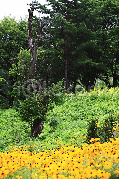 사람없음 JPG 포토 공원 꽃 꽃밭 나무 노란색 숲 숲속 식물 야외 여러송이 자연 주간 컬러 풍경(경치) 한국