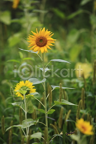사람없음 JPG 아웃포커스 포토 꽃 노란색 식물 야외 여러송이 여름꽃 자연 주간 컬러 풍경(경치) 해바라기
