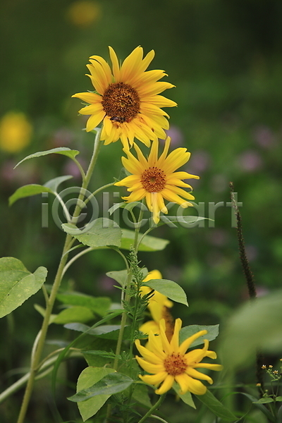 사람없음 JPG 아웃포커스 포토 꽃 노란색 세송이 식물 야외 여름꽃 자연 주간 컬러 풍경(경치) 해바라기