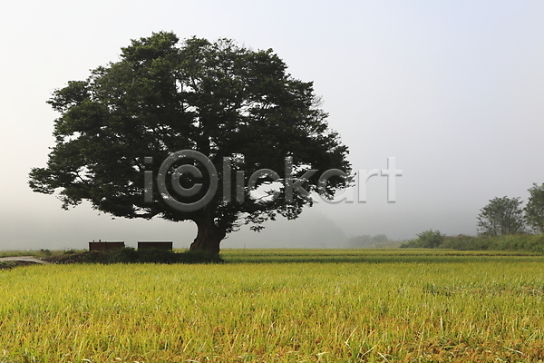 사람없음 JPG 포토 나무 논 농경지 농촌 밭 시골 식물 안개 야외 자연 주간 초원(자연) 풍경(경치) 한국