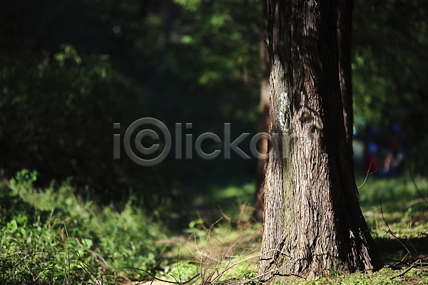사람없음 JPG 아웃포커스 포토 공원 그림자 나무 나무밑둥 숲 숲속 식물 야외 자연 잡초 주간 초록색 컬러 풀(식물) 풍경(경치) 한국