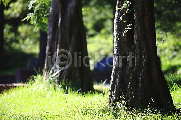 사람없음 JPG 아웃포커스 포토 공원 나무 나무밑둥 숲 숲속 식물 야외 자연 잔디 잡초 주간 초록색 컬러 풀(식물) 풍경(경치) 한국
