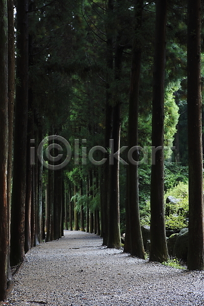 사람없음 JPG 포토 길 나무 산책로 삼림욕 수목원 숲 숲길 식물 야외 원근감 자연 주간 풍경(경치) 한국