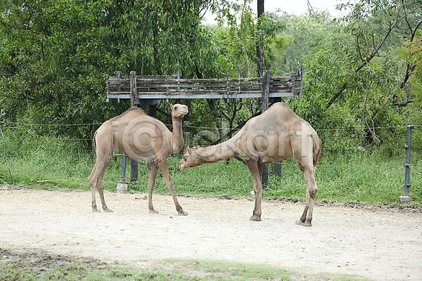 사람없음 2011년태국 JPG 포토 나무 낙타 동물 동물원 두마리 사파리 야외 주간 포유류