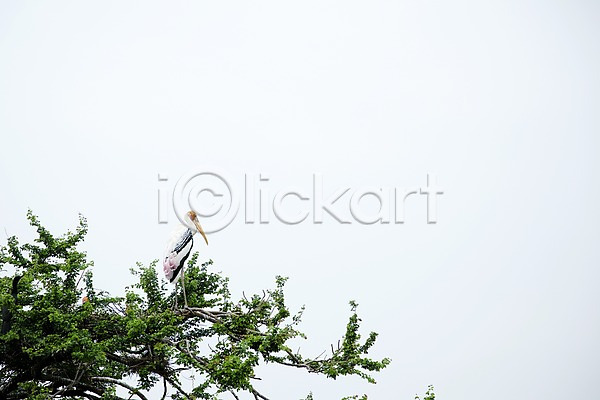 사람없음 2011년태국 JPG 포토 나무 나뭇가지 동물 동물원 사파리 앉기 야외 조류 주간 한마리 홍대머리황새 황새