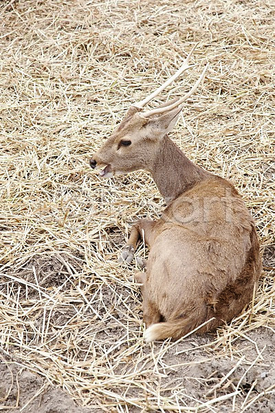 휴식 사람없음 2011년태국 JPG 포토 동물 동물원 볏짚 사슴 사파리 앉기 야외 주간 포유류 풀(식물) 한마리
