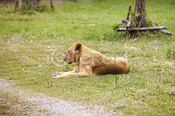 휴식 사람없음 2011년태국 JPG 포토 동물 동물원 맹수 사자 사파리 앉기 야외 잔디 주간 초원(자연) 한마리