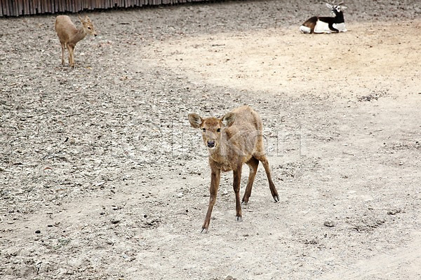사람없음 2011년태국 JPG 포토 동물 동물원 모래 사슴 사파리 야외 염소 주간 포유류