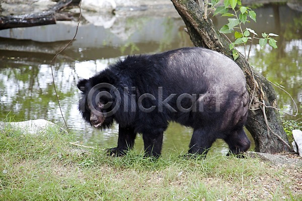 사람없음 2011년태국 JPG 포토 곰 나무 동물 동물원 물가(풍경) 사파리 야외 연못 잔디 주간 초원(자연) 포유류 한마리